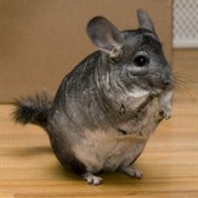 Long-Tailed Chinchilla