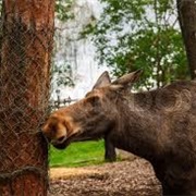 Skansen Open Air Museum