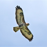 Common Buzzard