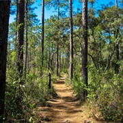 Florida Trail