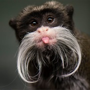 Emperor Tamarin
