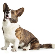 Cardigan Welsh Corgi