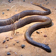 Taipan