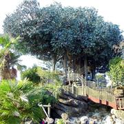 Swiss Family Treehouse