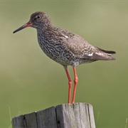 Common Redshank