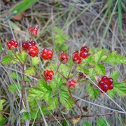 Japanese Bramble (Rubus Parvifolius)