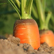I Dislike Carrots...