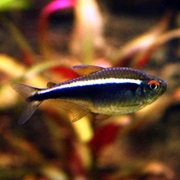 Black Neon Tetra