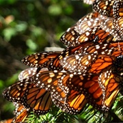 Bobiri Butterfly Sanctuary