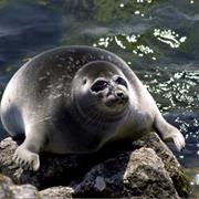 Baikal Seal
