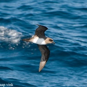 Atlantic Petrel