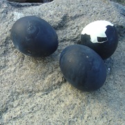 Kuro-Tamago Hard Boiled Egg
