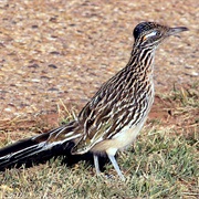 Roadrunner