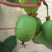 Hardy Kiwi (Actinidia Arguta)