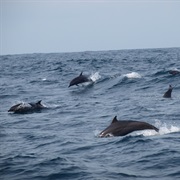 Go Dolphin Watching