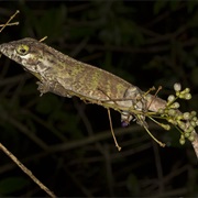 Culebra Island Giant Anole (Possibly Extinct)