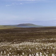 Birsay Moors