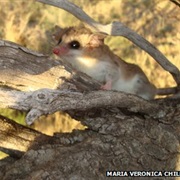 White-Bellied Fat-Tailed Opossum