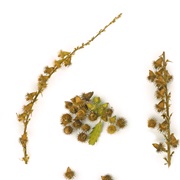 Common Agrimony (Agrimonia Eupatoria)