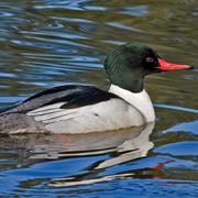 Common Merganser
