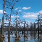 Horseshoe Lake State Fish and Wildlife Area, Illinois