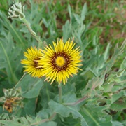 Brighteyes (Reichardia)