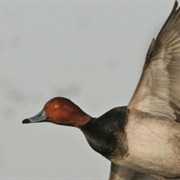 Rainwater Basin Wetland Management District, Nebraska