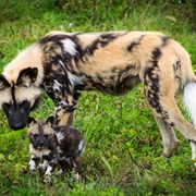 African Wild Dog
