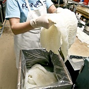 Eaten Lutefisk in the Basement of a Church