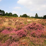 Hazeley Heath