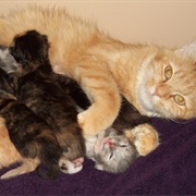 Help an Animal Give Birth