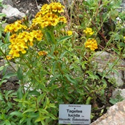 Sweetscented Marigold (Tagetes Lucida)
