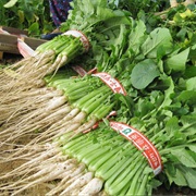 Young Summer Radish (Yeolmu)