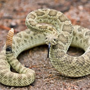 Prairie Rattlesnake