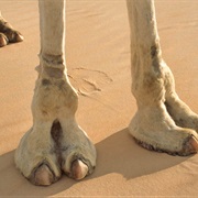 Camel Toe