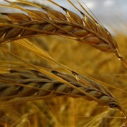 Some of the World's Largest Wheat Fields Are Found in Saskatchewan