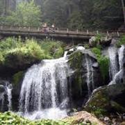 The Black Forest