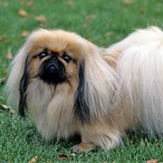 Pekingese