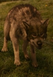 Chronicles of Narnia Series--Maugrim the Wolf (C. S. Lewis)
