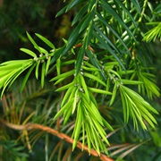 California Nutmeg (Torreya Californica)