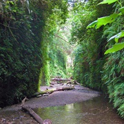Prairie Creek Redwoods State Park