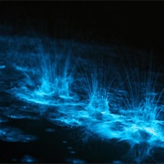 Gippsland Lakes Bioluminescence