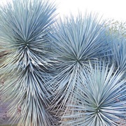 See Blue Yucca