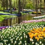 Keukenhof