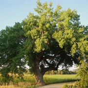 Cottonwood Tree