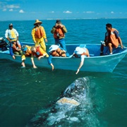 Whale Sanctuary of El Vizcaino, Mexico