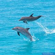 Dolphin Dive, Little Bahama Bank