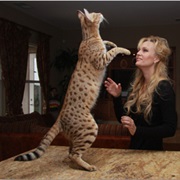 When They Catzilla You