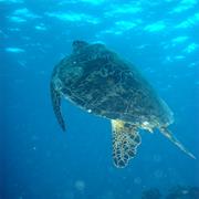 Rain Island National Park (QLD)