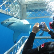 Great White Tours in Australia's Neptune Islands